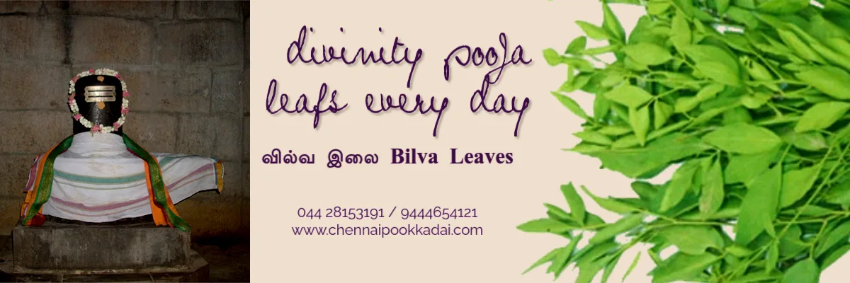 Chennai Pookkadai Flower Shop Pooja Leaves வில்வ இலை Bilva Leaves