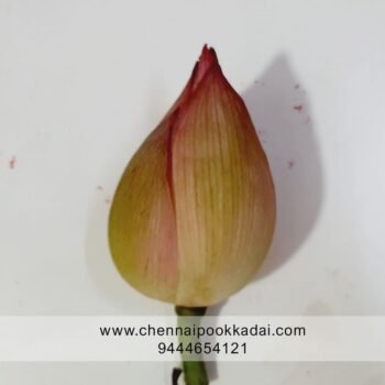 pooja flowers online chennai,puja flowers home delivery near me,loose flowers for pooja online,loose flowers online near me,Pooja flowers online chennai price,Cheap pooja flowers online chennai,daily flower delivery for pooja,pooja flowers online delivery chennai,Pooja flowers online chennai app