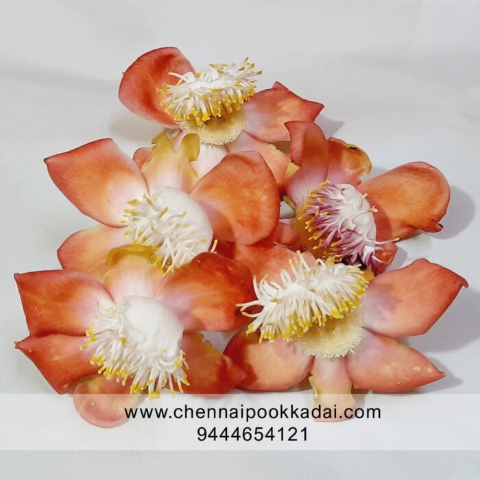 pooja flowers online chennai,puja flowers home delivery near me,loose flowers for pooja online,loose flowers online near me,Pooja flowers online chennai price,Cheap pooja flowers online chennai,daily flower delivery for pooja,pooja flowers online delivery chennai,Pooja flowers online chennai app