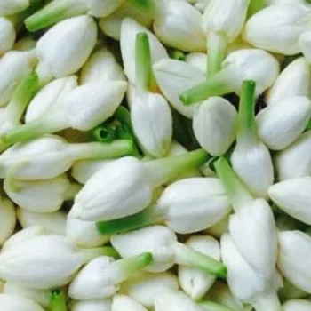 pooja flowers online chennai,puja flowers home delivery near me,loose flowers for pooja online,loose flowers online near me,Pooja flowers online chennai price,Cheap pooja flowers online chennai,daily flower delivery for pooja,pooja flowers online delivery chennai,Pooja flowers online chennai app