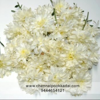 வெள்ளை சாமந்தி White Chrysanthemum