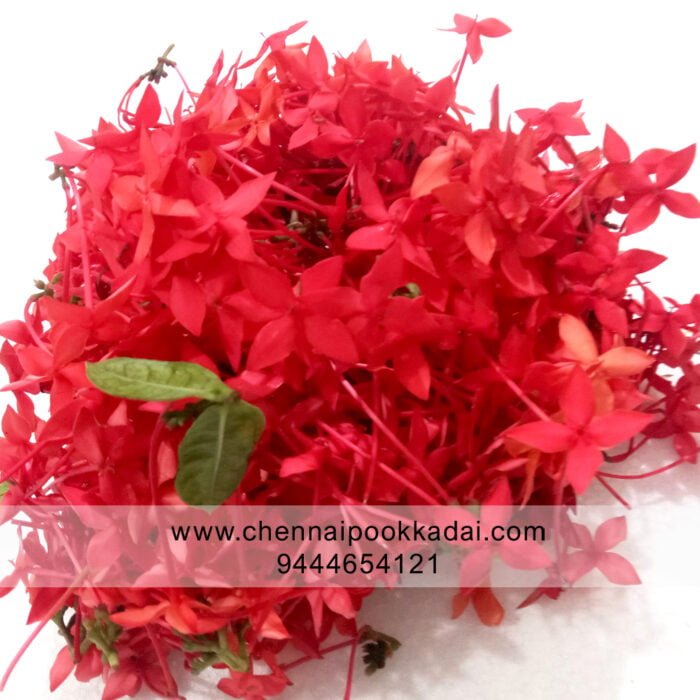 pooja flowers online chennai,puja flowers home delivery near me,loose flowers for pooja online,loose flowers online near me,Pooja flowers online chennai price,Cheap pooja flowers online chennai,daily flower delivery for pooja,pooja flowers online delivery chennai,Pooja flowers online chennai app puja flowers home delivery near me,Loose flowers for pooja online wholesale, Loose flowers for pooja online near me, Loose flowers for pooja online chennai, loose flowers online near me, pooja flowers online delivery, daily flower delivery for pooja, pooja flowers near me