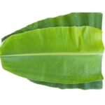 Today's Best Offers Pooja strings online delivery chennai Today's Best Offers Pooja strings online delivery chennai price Best Offers for Pooja strings online delivery chennai near me Best Offers for Flower strings online Best Offers for Order Fresh Jasmine flowers online Today Offers Pooja delivery Today Best Offers Order fresh flowers online