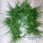 pooja flowers online chennai,puja flowers home delivery near me,loose flowers for pooja online,loose flowers online near me,Pooja flowers online chennai price,Cheap pooja flowers online chennai,daily flower delivery for pooja,pooja flowers online delivery chennai,Pooja flowers online chennai app puja flowers home delivery near me,Loose flowers for pooja online wholesale, Loose flowers for pooja online near me, Loose flowers for pooja online chennai, loose flowers online near me, pooja flowers online delivery, daily flower delivery for pooja, pooja flowers near me