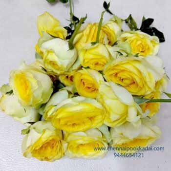 மஞ்சள் ரோஜா Yellow Rose