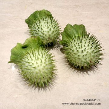 ஆன்மீகத்தில், ஊமத்தங்காய் மற்றும் ஊமத்தஞ்செடி ஆகியவை தெய்வ சக்தி நிறைந்ததாகக் கருதப்படுகின்றன. இவை கண் திருஷ்டி, தீய சக்திகளை அகற்றி, வீட்டில் செல்வ வளத்தைப் பெருக்கவும், துன்பங்களைப் போக்கவும் உதவும் ஒரு பரிகாரப் பொருளாகக் கருதப்படுகிறது. குறிப்பாக, ஊமத்தங்காய் தீபம் ஏற்றுவது எதிர்மறை சக்திகளை அகற்றி, வீட்டிற்கு சுபீட்சத்தை அளிக்கும்.